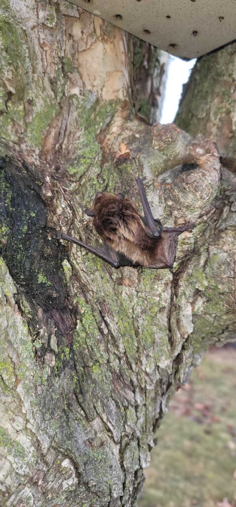 Animal Removal Amber