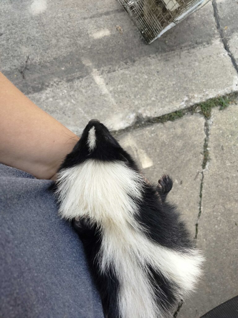 Animal Removal Amber