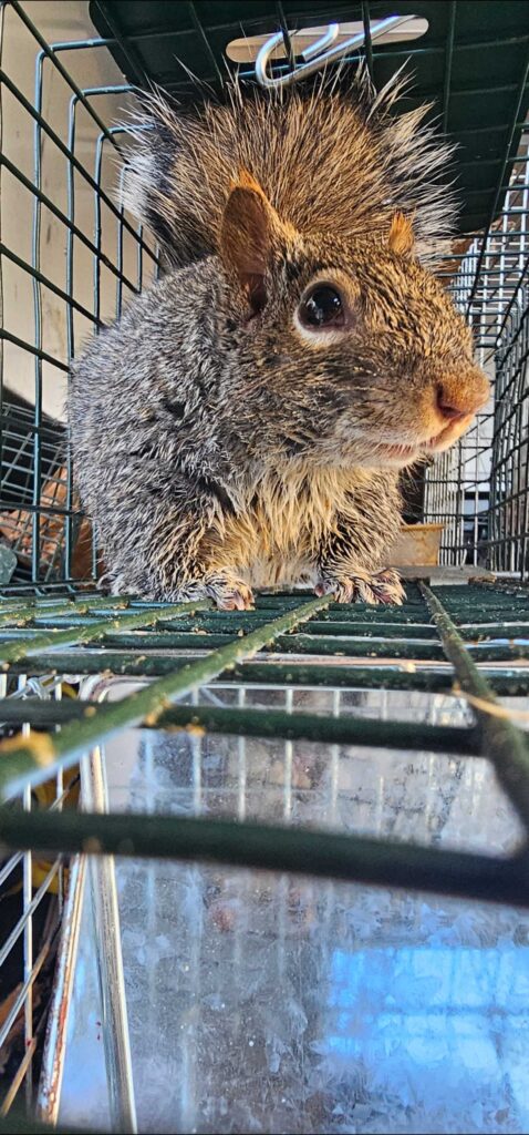 Animal Removal Amber